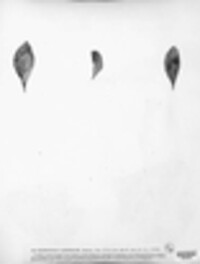Sclerotium carneolum image